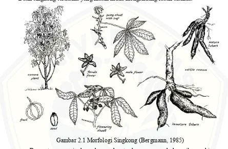 Gambar 2.1 Morfologi Singkong (Bergmann, 1985) 
