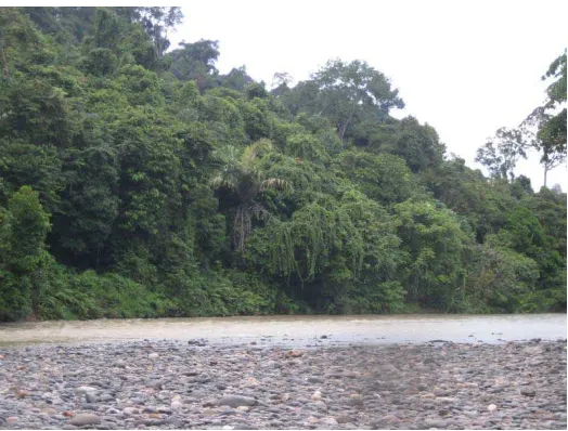 Gambar 3. Kondisi Umum Hutan TNGL SPTN-VI Resort Tangkahan 