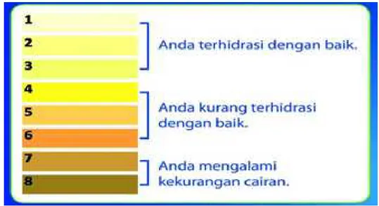 Grafik 1. Tingkatan Warna Urin 
