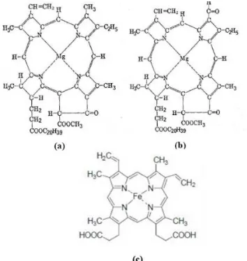 Gambar 4. Struktur Molekul Klorofil dan Hemoglobin 