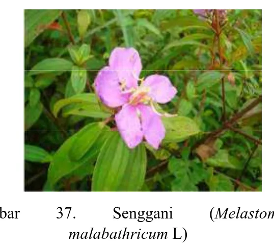 Gambar 36. Kembang Sepatu (Hibiscusrosasinensis L.)
