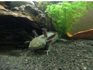 Gambar II.10 Salamander Axolotl Leucistic  