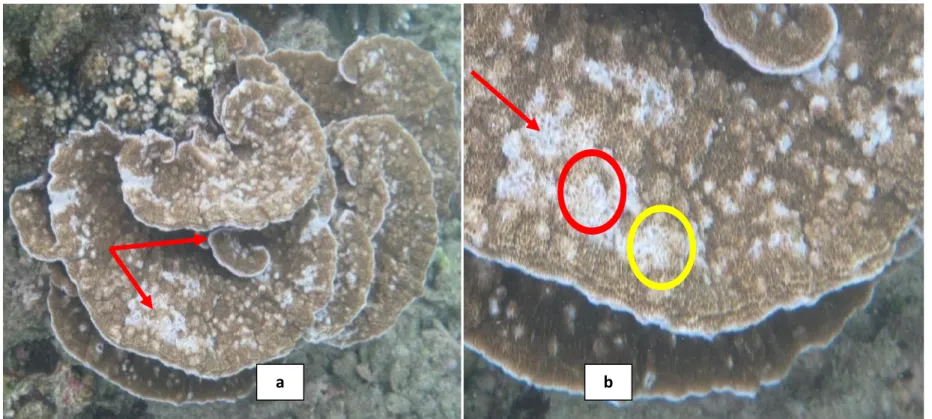 Gambar 3. (a) (b) Montipora sp yang mengalami Ulcerative White Spots Sumber: Hasil Penelitian