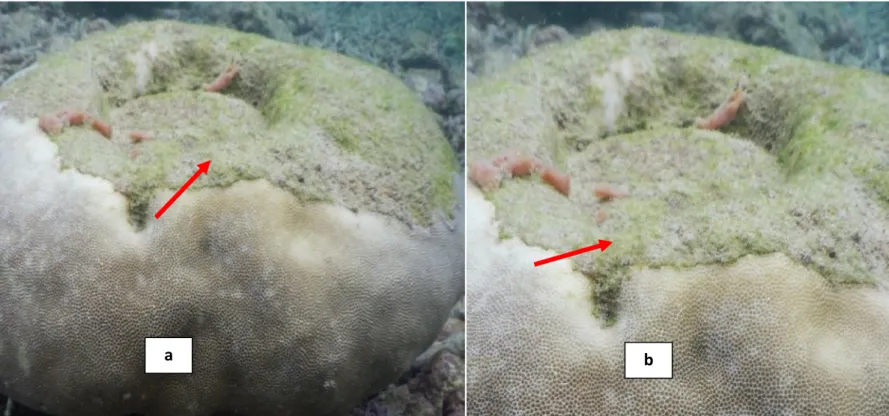 Gambar 5. (a) (b) Porites sp yang mengalami Sediment Damage dan Alga Overgrowth Sumber: Hasil Penelitian