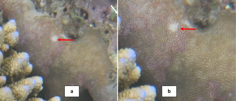 Gambar 8. (a) (b) Porites sp yang Mengalami Pigmentation Response. Sumber: Hasil Penelitian