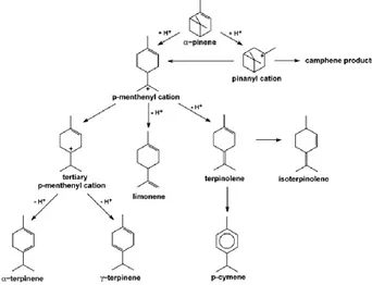 Gambar  1.  Skema Mekanisme Reaksi Isomerisasi α-
