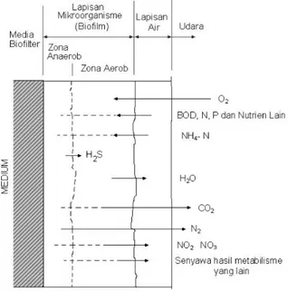 Gambar 2.3 Proses Metabolisme Pembentukan Biofilm 