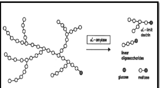 Gambar 1. Hidrolisis kanji oleh enzim α-amilase 