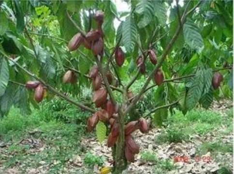 Gambar 2.1 Pohon dan buah kakao (Sumber: Sumadi dalam Harjo, 2010) 