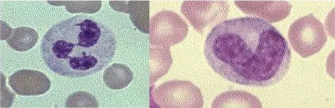 Gambar 2.3 Gambaran mikroskopis netrofil (Fankhauser, 2002) 