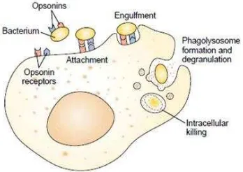 Gambar 2.4 Attachment (adhesi),fagositosit dan pembunuhan bakteri intraseluler(Porth,2003) 