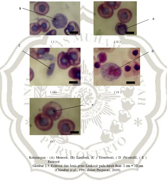 Gambar 2.3. Eritrosit dan Jenis-jenis Leukosit pada darah Ikan  1 cm = 10 μm 