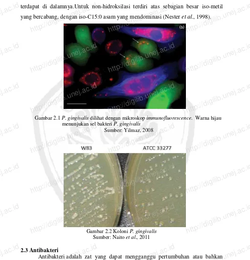 Gambar 2.1 P. gingivalis dilihat dengan mikroskop immunofluorescence.  Warna hijau  