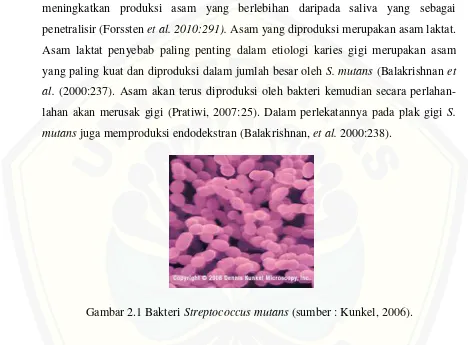 Gambar 2.1 Bakteri Streptococcus mutans (sumber : Kunkel, 2006). 