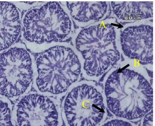 Gambar  1.c.  Gambaran mikroskopik  testis wistar kelompok kontrol negatif  8  minggu (A3)