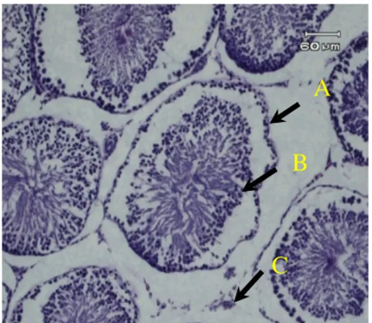 Gambar  3.  Gambaran mikroskopik  testis wistar kelompok C (perlakuan  AAS dosis rendah selama 6 minggu)