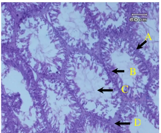 Gambar  4.  Gambaran mikroskopik  testis wistar kelompok D  (perlakuan  AAS dosis rendah selama 8  minggu)