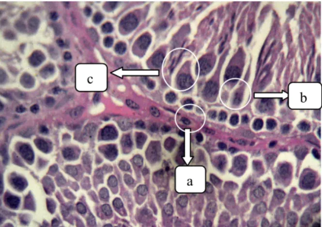 Gambar 1. Penampang  tubuli  seminiferi  testis  yang  berisi  sel-sel  spermatogenik:  a)  spermatogonia,  b)  spermatosit  primer,  c) 
