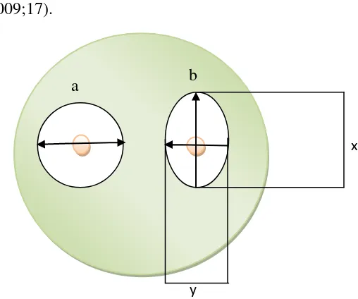 Gambar 3.1. Cara pengukuran diameter zona transparan 