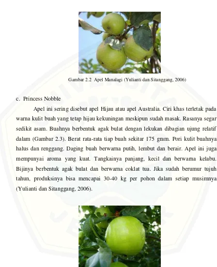 Gambar 2.2 Apel Manalagi (Yulianti dan Sitanggang, 2006)