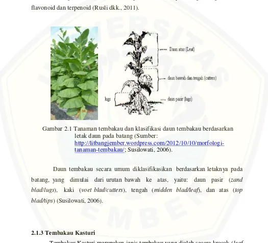 Gambar 2.1 Tanaman tembakau dan klasifikasi daun tembakau berdasarkan 