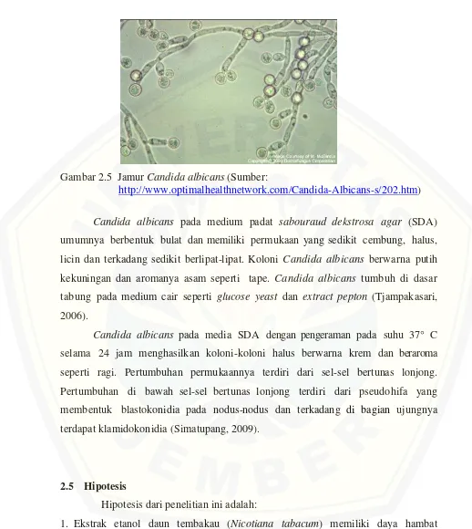 Gambar 2.5  Jamur Candida albicans (Sumber:  