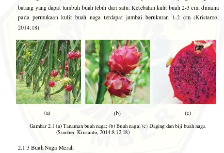 Gambar 2.1 (a) Tanaman buah naga; (b) Buah naga; (c) Daging dan biji buah naga     