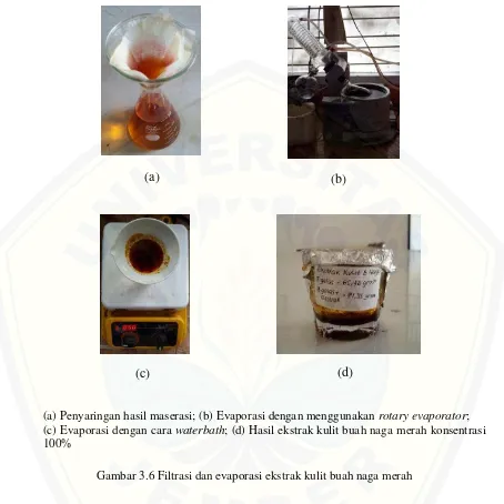 Gambar 3.6 Filtrasi dan evaporasi ekstrak kulit buah naga merah 