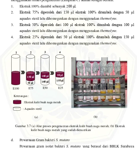 Gambar 3.7 (a) Alur proses pengenceran ekstrak kulit buah naga merah; (b) Ekstrak   