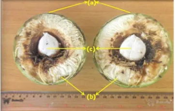 Gambar 3. Daun (a), Bunga (b), dan Buah (c)