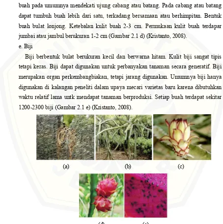 Gambar 2.1  Bagian Buah Naga (a) akar buah naga, (b) batang dan cabang buahnaga, (c) bunga buah naga, (d) buah naga, (e) biji buah naga (sumber : Kristanto, 2008)