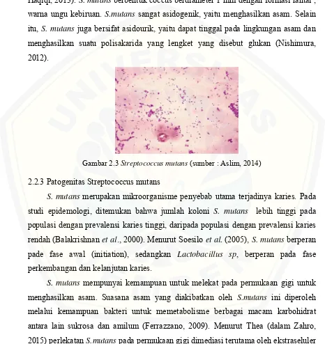 Gambar 2.3 Streptococcus mutans (sumber : Aslim, 2014)