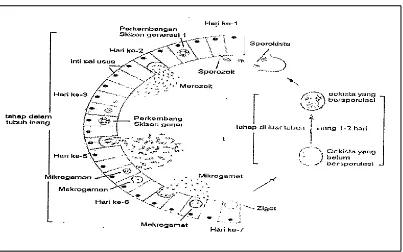 Gambar 2. Siklus hidup Eimeria sp (Gordon, 1977) 