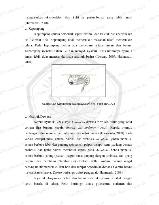 Gambar 2.5 Kepompong nyamuk http://digilib.unej.ac.id/Anopheles (Sumber: CDC)  