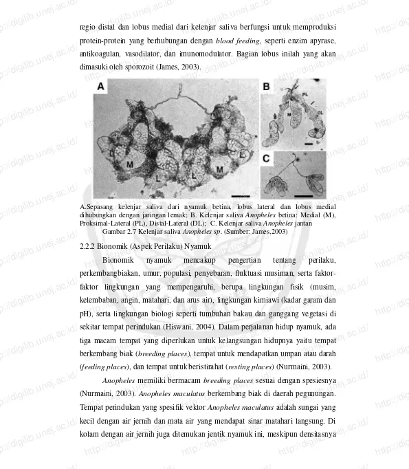 Gambar 2.7 Kelenjar saliva Anopheles sp.2.2.2 Bionomik (Aspek Perilaku) Nyamuk perkembangbiakan, umur, populasi, penyebaran, fluktuasi musiman, serta faktor-http://digilib.unej.ac.id/ (Sumber: James,2003) mencakup pengertian 