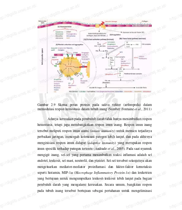 Gambar 2.9 Skema peran protein pada saliva vektor (arthropoda) dalam http://digilib.unej.ac.id/