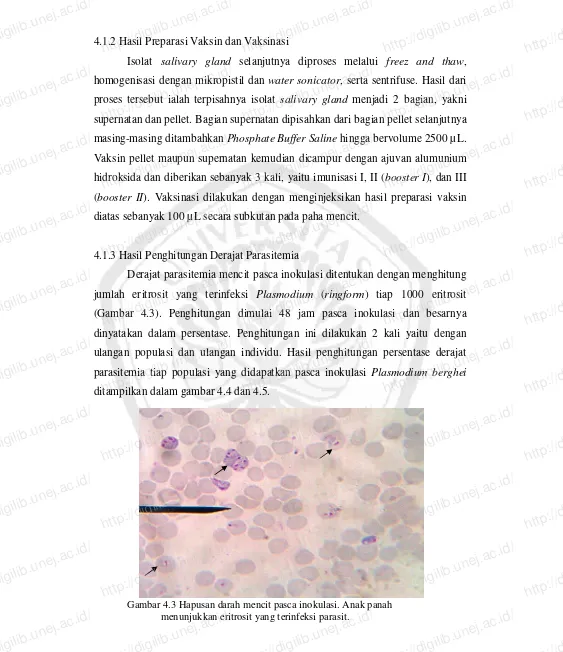 Gambar 4.3 Hapusan darah mencit pasca inokulasi. Anak panah  http://digilib.unej.ac.id/menunjukkan eritrosit yang terinfeksi parasit