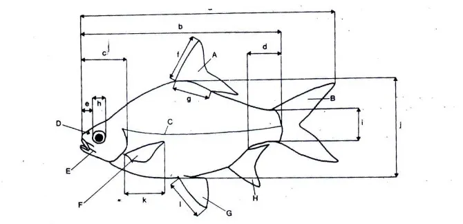Gambar 8. Skema Ikan Untuk Menunjukkan Ciri Ciri Morfologi Utama 