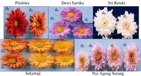 Gambar 1. Keragaman warna bunga krisan potong pada populasi MV3  setelah diiradiasi sinar gamma  [38] 