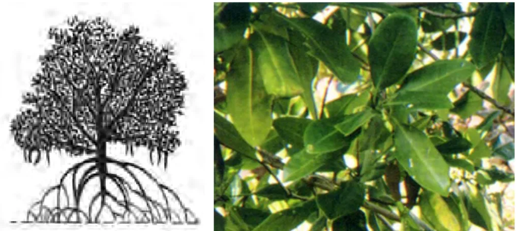 Gambar 2.7  Morfologi Rhizophora mucronata. a) Pohon; b) Daun 
