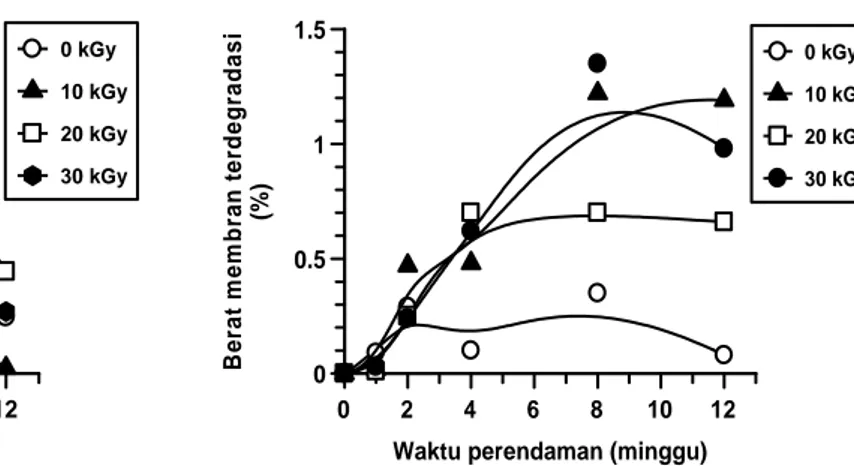 Gambar 4. Degradasi membran komposit I  dalam SBF 