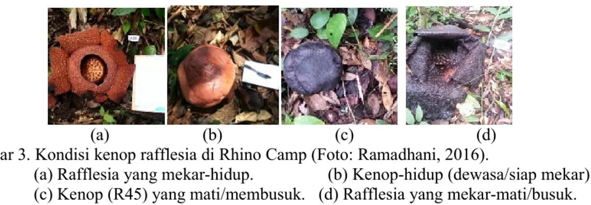 Gambar 3. Kondisi kenop rafflesia di Rhino Camp (Foto: Ramadhani, 2016). 