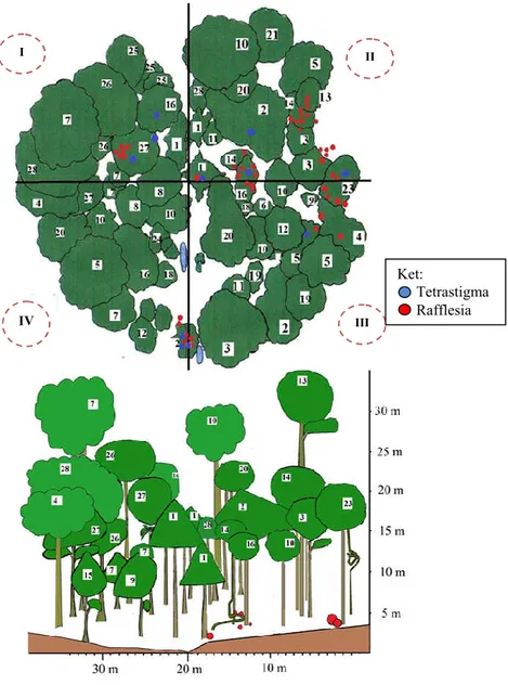 Gambar 4. Diagram profil vegetasi vertikal dan horizontal, di Rhino Camp.     