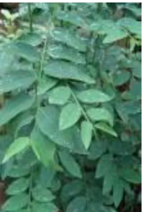 Gambar 1. Daun Katuk (Sauropus androgynus) 