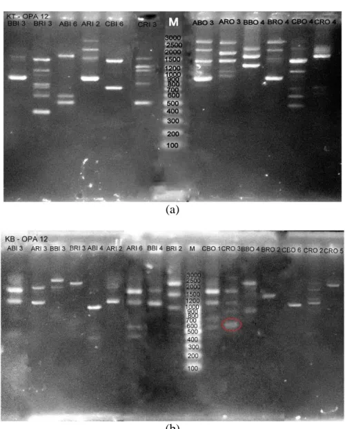 Gambar  5.  Hasil  amplifikasi  DNA  Nyamuk  Cx.  quinquefasciatus  dengan  primer  OPA-12