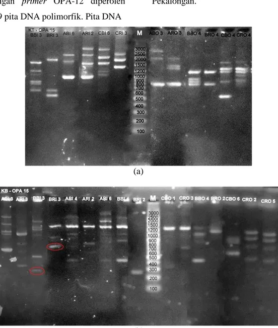 Gambar  6.  Hasil  amplifikasi  DNA  Nyamuk  Cx.  quinquefasciatus  dengan  primer  OPA-15