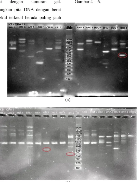 Gambar  4.  Hasil  amplifikasi  DNA  Nyamuk  Cx.  quinquefasciatus  dengan  primer  OPA-11