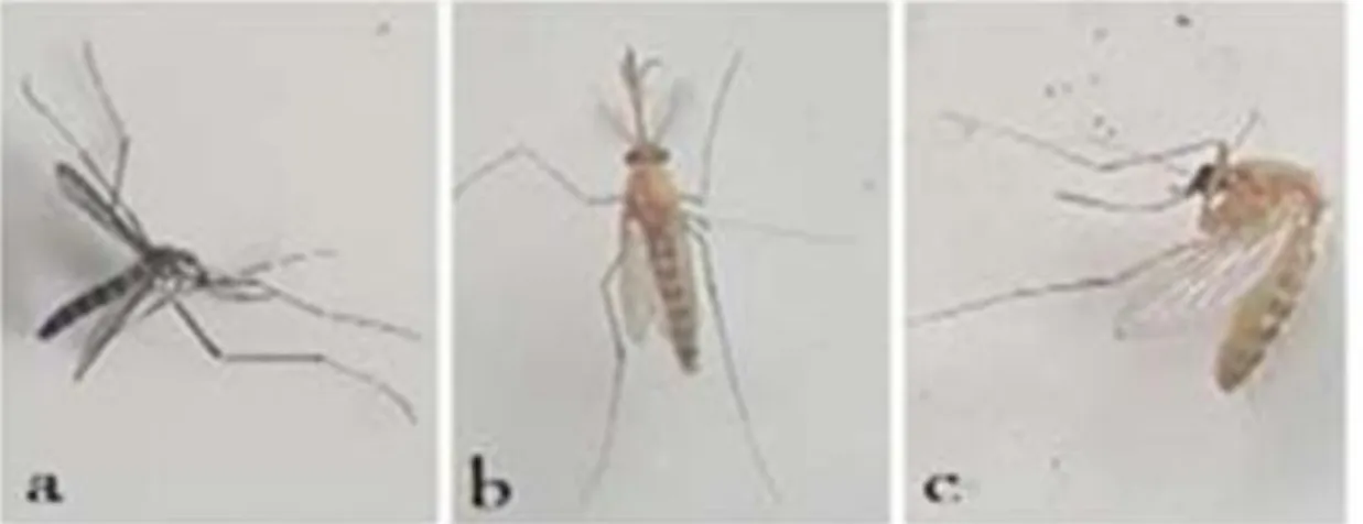 Gambar 2 :(a) Nyamuk Aedes aegypti; (b) Nyamuk Culex; (c) Nyamuk 