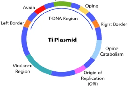 Gambar 1. Peta TI Plasmid Agrobacterium tumefaciens