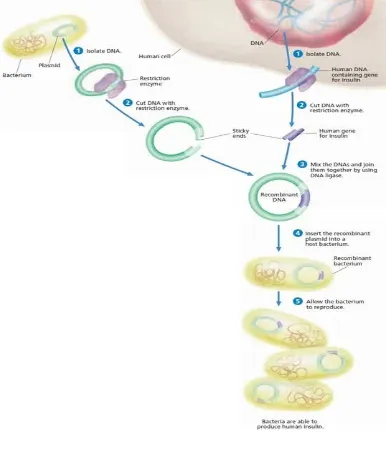 Gambar 4. Contoh Pembentukan DNA rekombinan